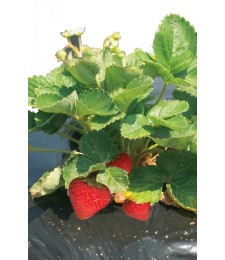Film de paillage pour fraises - FRESAFILM - 10 x 1.40 M - NORTENE