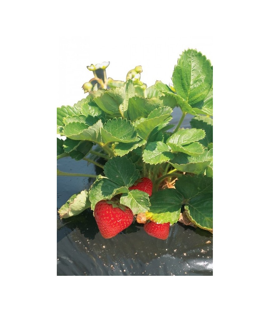Film de paillage pour fraises - FRESAFILM - 10 x 1.40 M - NORTENE