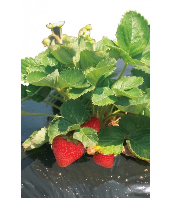 Film de paillage pour fraises - FRESAFILM - 10 x 1.40 M - NORTENE