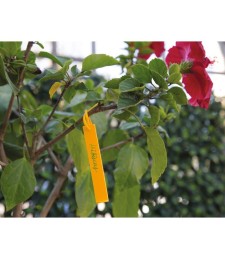 Étiquettes à accrocher pour plantations - Polypropylène - Lot de 40 - 25 cm - CATRAL