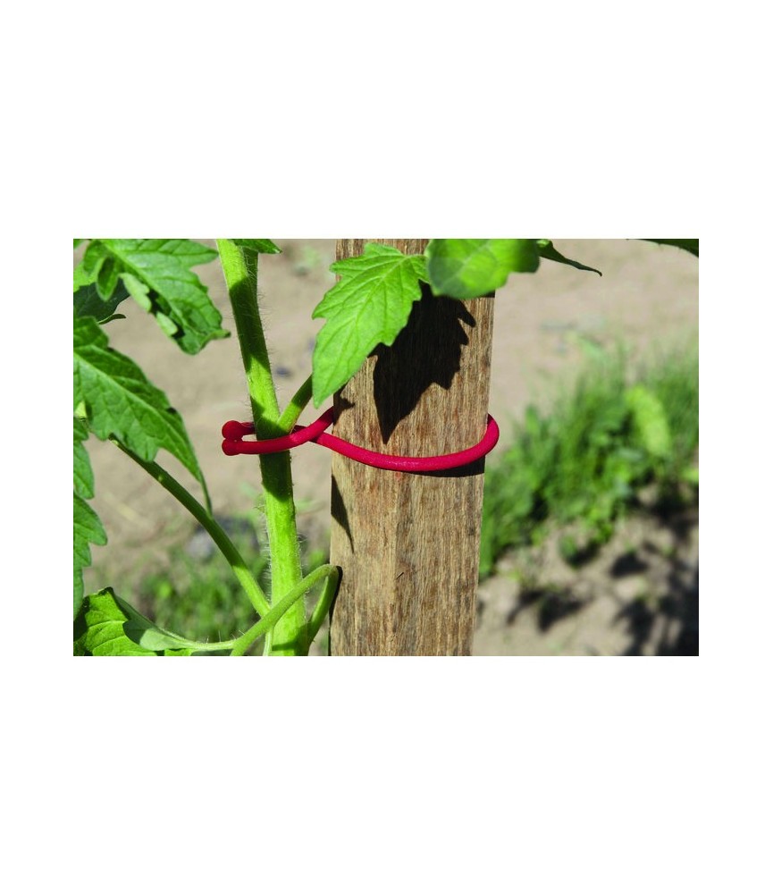 Clip de fixation pour plants de tomates - Lot de 25 - NORTENE Clip de fixation pour plants de tomates - Lot de 25 - NORTENE