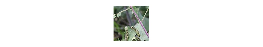 Traitements Insectes / maladies