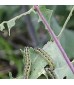 Traitements Insectes / maladies