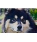 Chiens