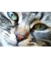 Chats