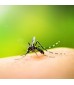 Répulsifs et Insecticides