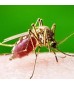 Insectes volants