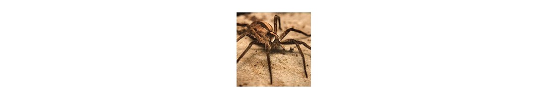 Répulsifs et destructeurs d'insectes rampants (fourmis, punaises, araignées, cafards...)