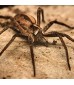 Insectes rampants