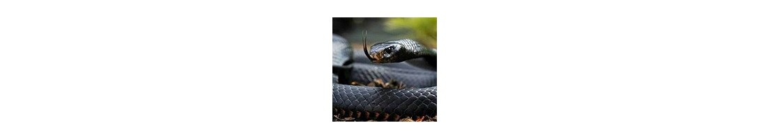Serpents