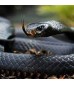 Serpents