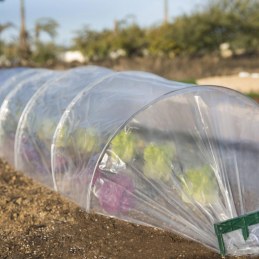 Serre tunnel accordéon pour forçage des cultures - 3 M - CATRAL